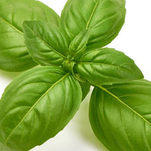 Load image into Gallery viewer, Organic Basil Kit | From Seed
