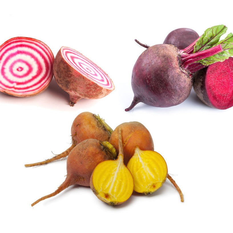 Organic Rainbow Beet Kit | From Seed