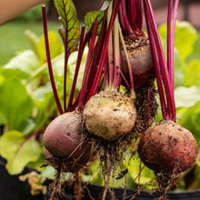 Load image into Gallery viewer, Organic Rainbow Beet Kit | From Seed
