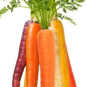 Organic Rainbow Carrot Kit | From Seed