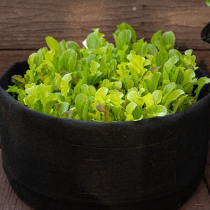 Organic Mesclun Lettuce Kit | From Seed