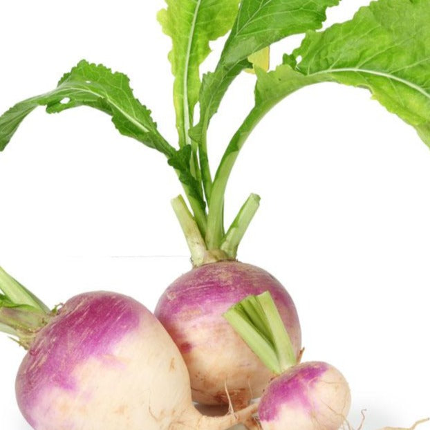 Organic Turnip Kit | From Seed