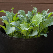 Load image into Gallery viewer, Organic Kale Kit | From Seed
