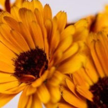 Load image into Gallery viewer, Calendula Kit | From Seed
