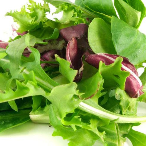 Organic Mesclun Lettuce Kit | From Seed
