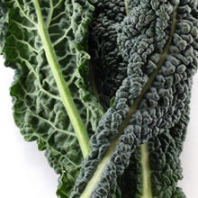 Load image into Gallery viewer, Organic Kale Kit | From Seed
